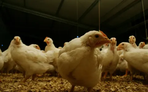 Argentina Restablece su Estatus como País Libre de Gripe Aviar: Implicancias para el Comercio Avícola