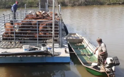 Aumento de Inseguridad Rural en Baradero: Desaparición de 700 Cabezas de Ganado y Robos Recurrentes