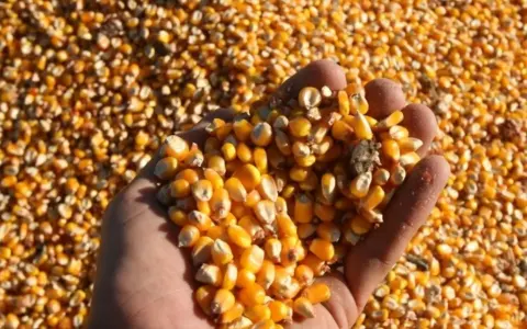 Cosecha Récord en Argentina: Desafíos Económicos y Rentabilidad Agrícola