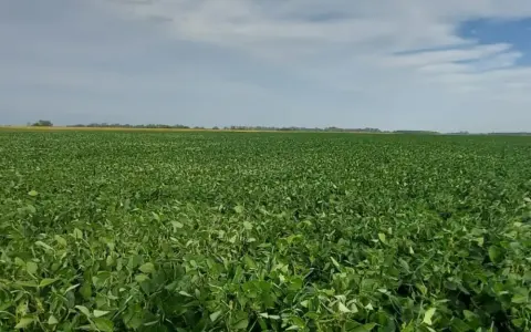 La Soja y el Maíz en Ascenso: Análisis del Mercado de Granos en Chicago