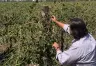 Declaración de Emergencia Agropecuaria en Mendoza: Ayudas para Productores Afectados