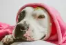 La Evolución de los Comederos Automáticos para Mascotas: Precios y Beneficios