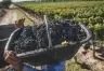 Desafíos y Oportunidades en la Vitivinicultura Argentina: Un Análisis Profundo
