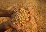 La Asociación de Semilleros Argentinos Respaldó el Nuevo Sistema de Control Varietal