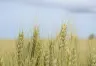 Proyecciones de Producción de Trigo en Argentina: Un Cambio de Escenario