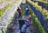Impacto Económico en la Industria Vitivinícola: Desafíos para los Productores Argentinos