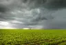 Impacto del Fenómeno Climático en la Estrategia Cambiaria Argentina