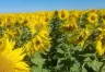 El Auge del Girasol en la Industria Oleaginosa Argentina: Análisis de la Molienda y Tendencias Actuales