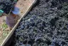 Impacto de la Cosecha 2026 en la Producción Vitivinícola Argentina