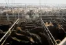 Caída Histórica en la Faena Bovina: Análisis del Primer Semestre de 2026
