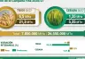 Proyecciones de Producción de Trigo y Cebada: Caída Significativa en la Campaña 2023