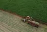 Crisis Energética en el Norte Argentino: Impacto en la Industria Cítrica y Azucarera