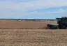 Cosecha de Soja 2024: Producción y Perspectivas de Exportación