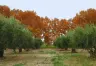 Conservación y Desarrollo de la Olivicultura en Mendoza: El Rol del INTA