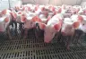 La Inversión de Vall Companys en el Sector Porcino Argentino: Un Cambio de Paradigma
