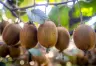 El Auge de la Fruto-Horticultura en Argentina: Oportunidades y Desafíos