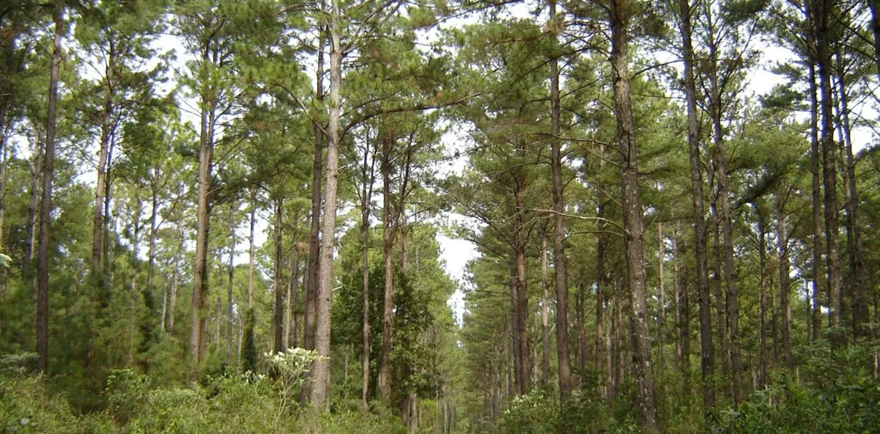Inversión de US$ 2.000 millones en planta de celulosa en Corrientes: Implicaciones para la economía local