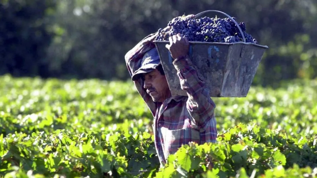 Paritaria Vitivinícola: Desafíos y Perspectivas en el Contexto Actual