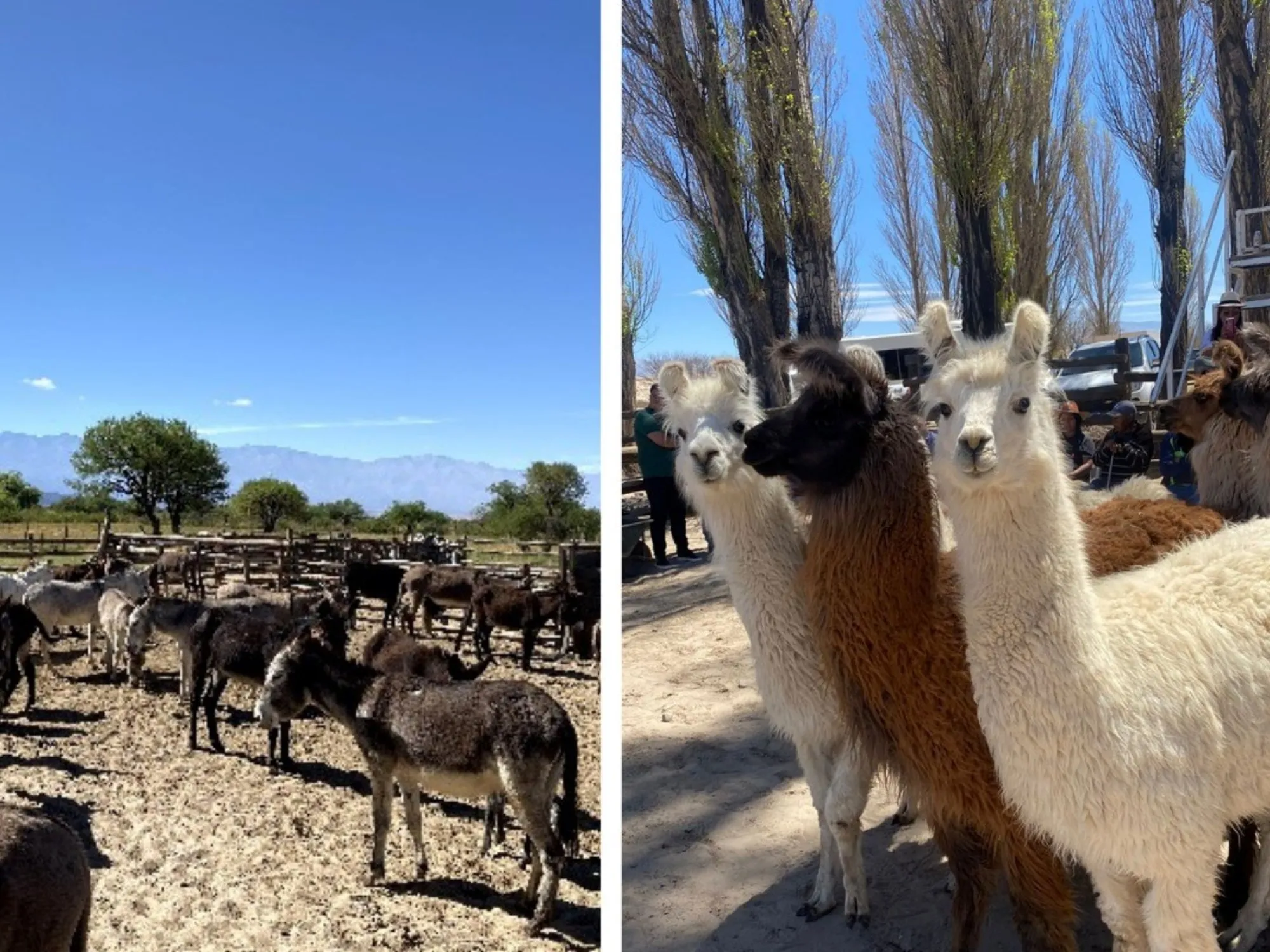 El Potencial de las Carnes Alternativas en Argentina: Burros y Llamas en la Mesa