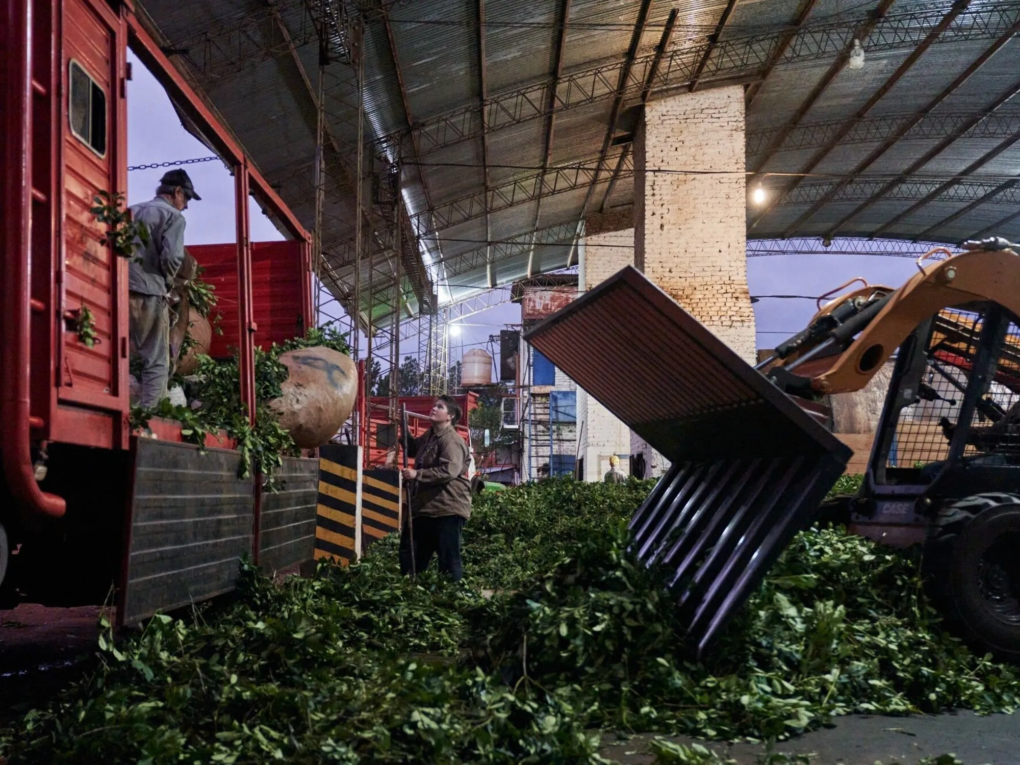 Exportación de Yerba Mate Argentina: Primer Embarque a China