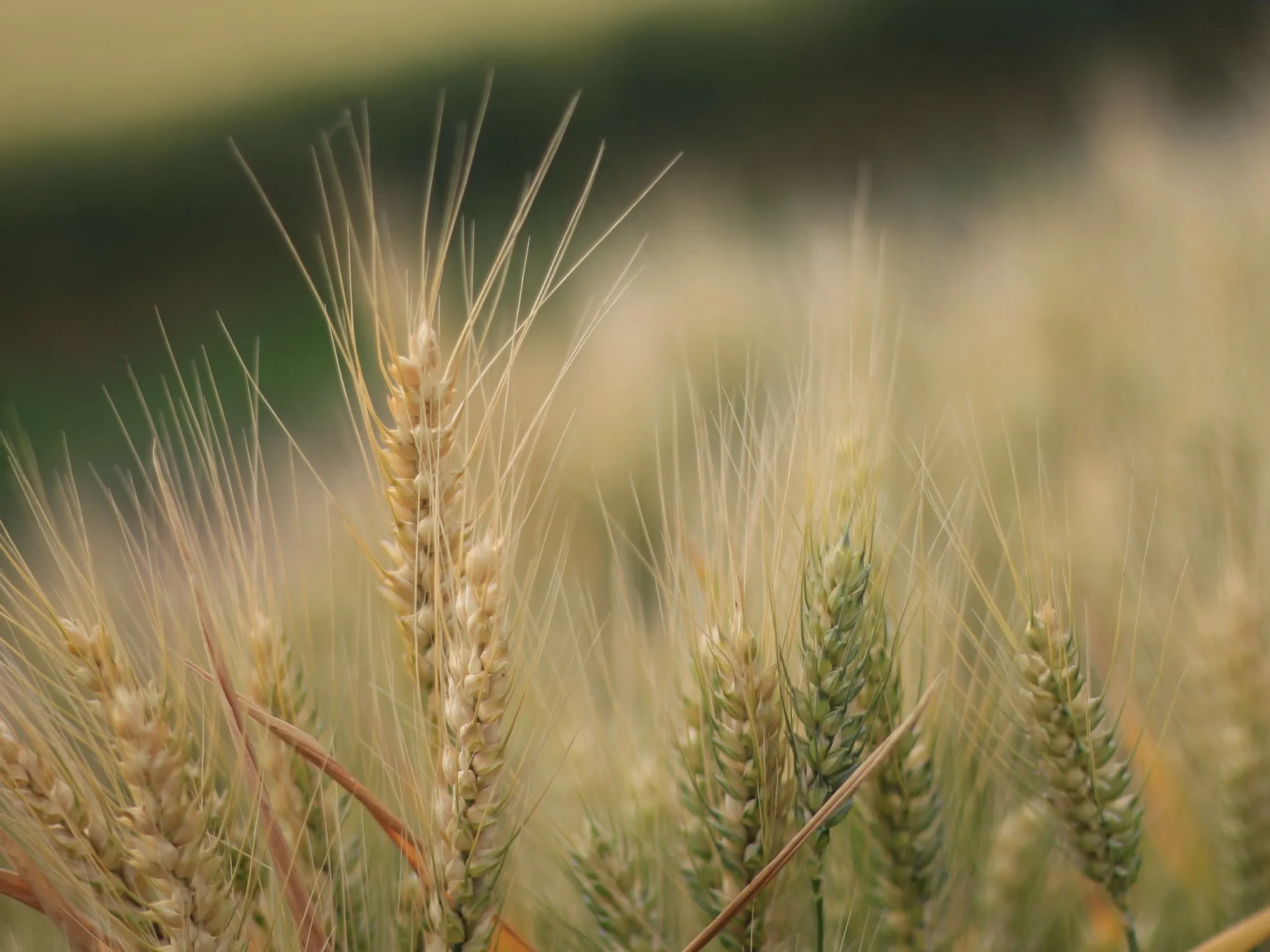 Proyecciones de Siembra de Trigo en la Zona Núcleo: Un Desafío Económico