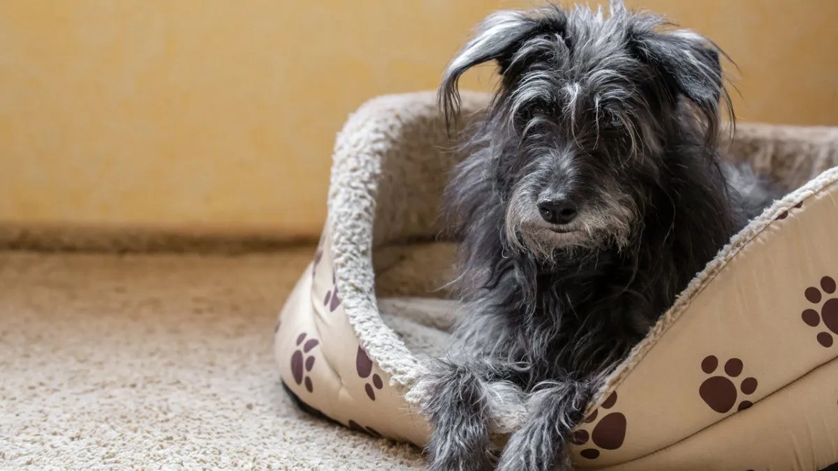 Importancia de la Comodidad en el Bienestar Canino: Opciones de Camas Térmicas y Cuchas Aislantes