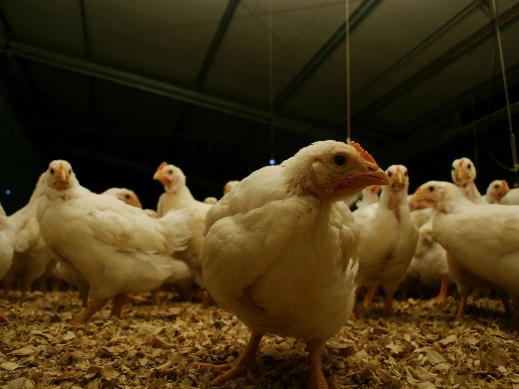 Argentina Restablece su Estatus como País Libre de Gripe Aviar: Implicancias para el Comercio Avícola