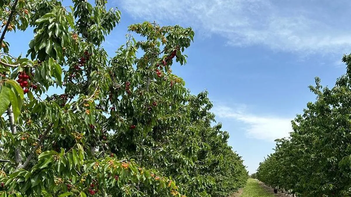 Primera Certificación de Sitio Libre de Mosca del Mediterráneo en Mendoza