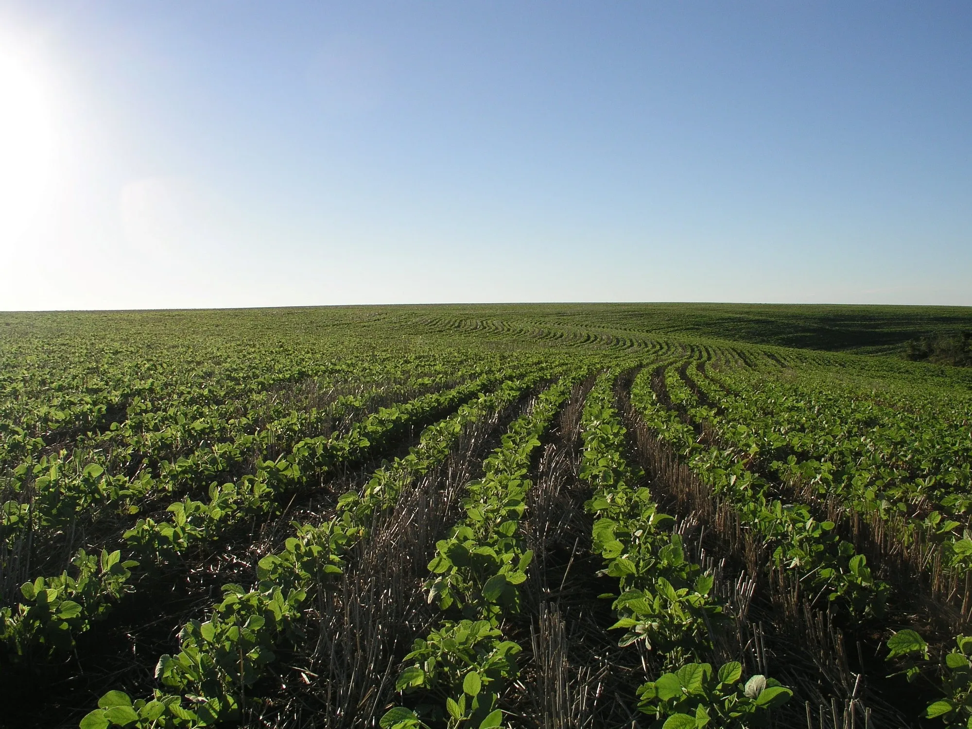 Impacto Fiscal de la Eliminación de Retenciones a los Granos: Un Estudio de la Bolsa de Comercio de Rosario