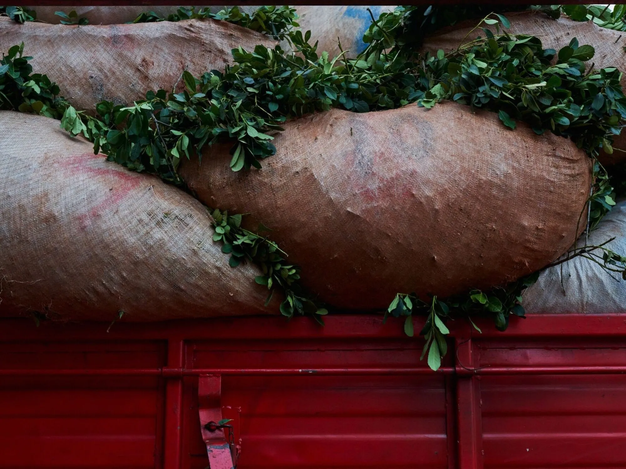 Productores Yerbateros de Misiones Demandaron la Inconstitucionalidad del DNU 70/2023