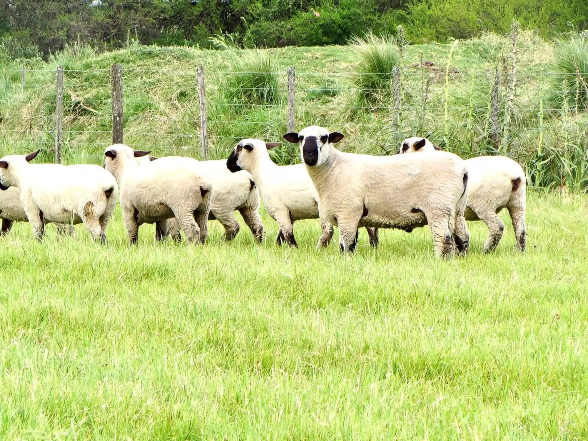 Alarma en el Sector Ovino por Brote de Scrapie en Argentina