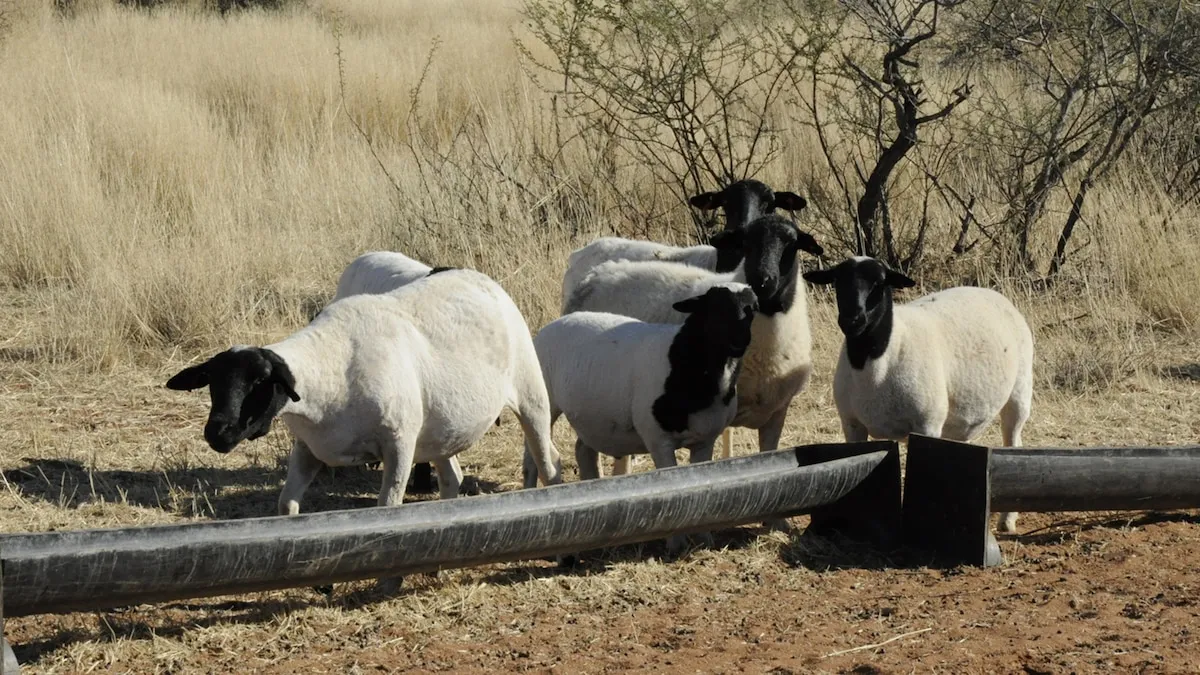 Confirmación de Enfermedad Exótica en Ovinos por parte del Senasa: Implicaciones para el Sector Agropecuario