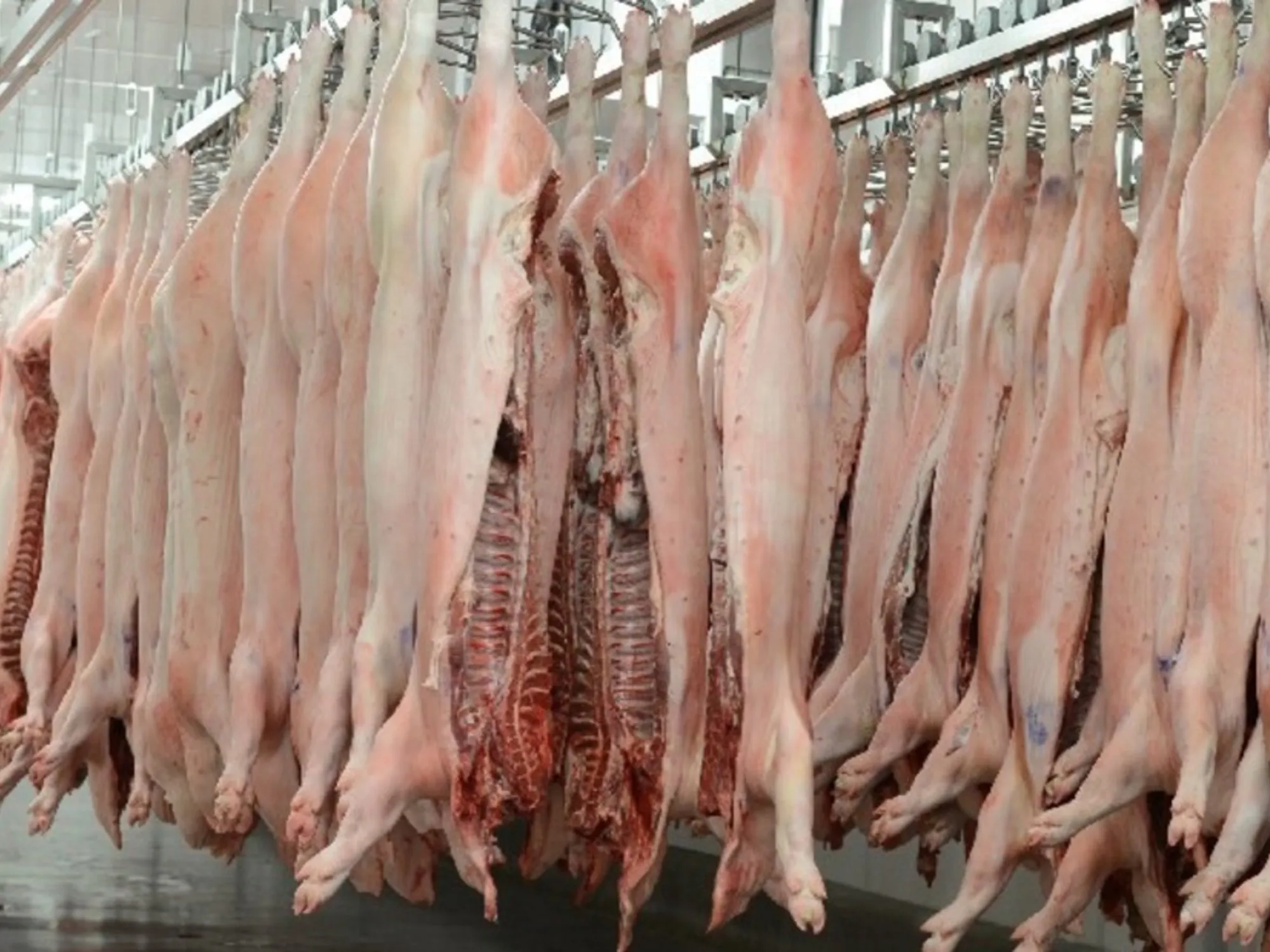 Aumento de Importaciones de Carne de Cerdo en Argentina: Un Desafío para el Sector