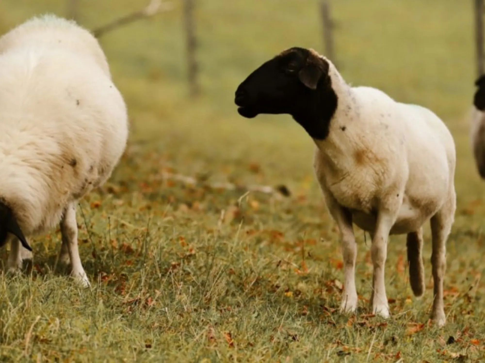 Detección de Scrapie Clásico en Ovinos: Implicaciones para la Ganadería Argentina