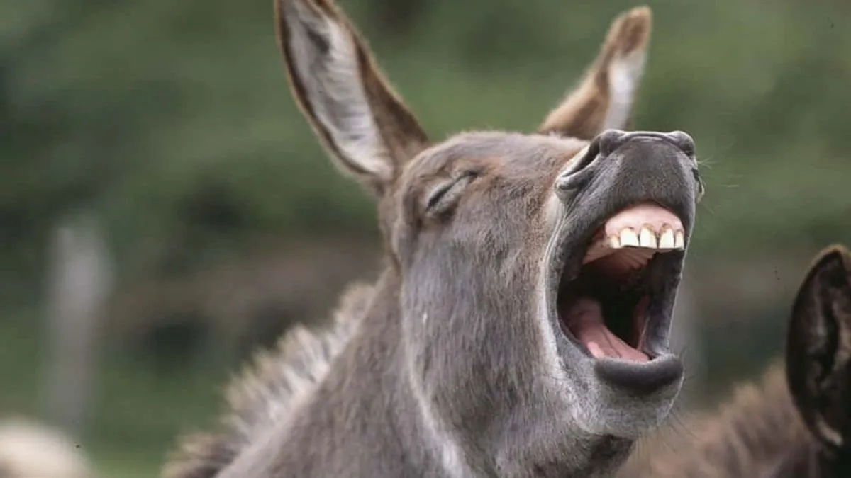 La Introducción de Carne de Burro en el Mercado Argentino: Implicaciones y Debate