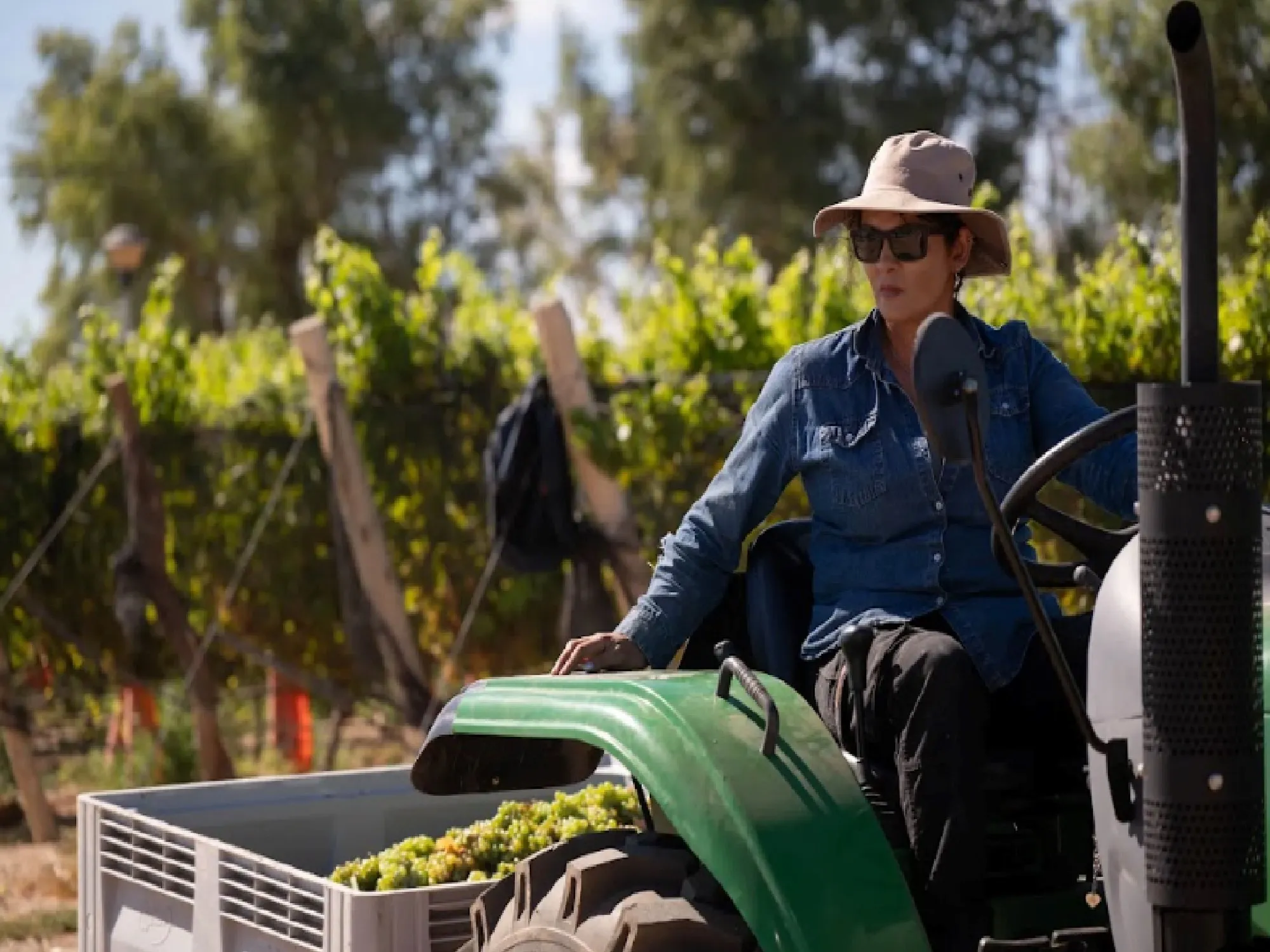 La Revolución del Vino Patagónico: Identidad y Sostenibilidad en Neuquén