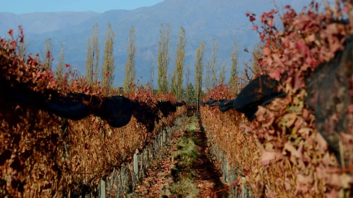 Desafíos Productivos en el Valle de Uco: Urgencia y Estrategias ante la Incertidumbre
