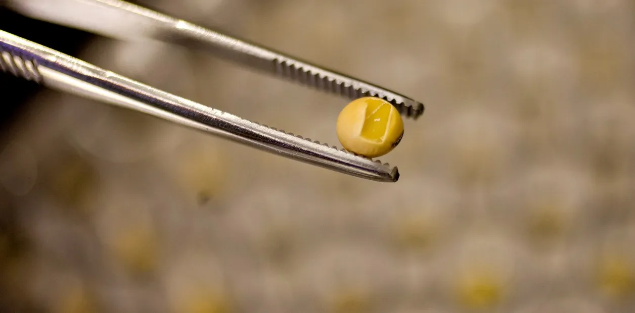 Propuesta del Gobierno para la Fiscalización de Semillas: Participación Privada y Nuevas Variedades