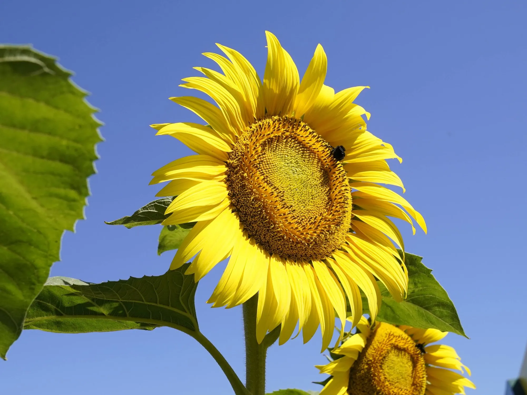 El Girasol Argentino: Un Boom en Precios y Demanda Global