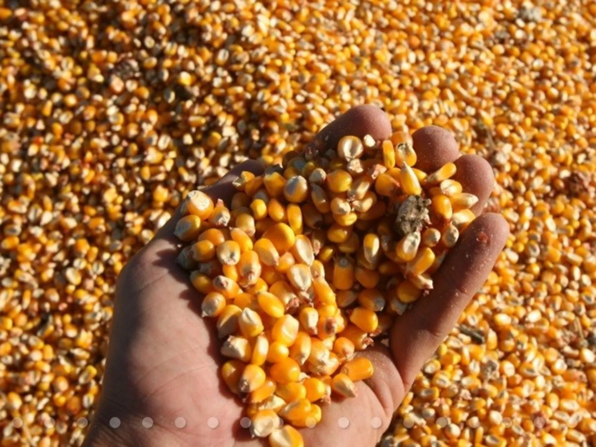 Cosecha Récord en Argentina: Desafíos Económicos y Rentabilidad Agrícola