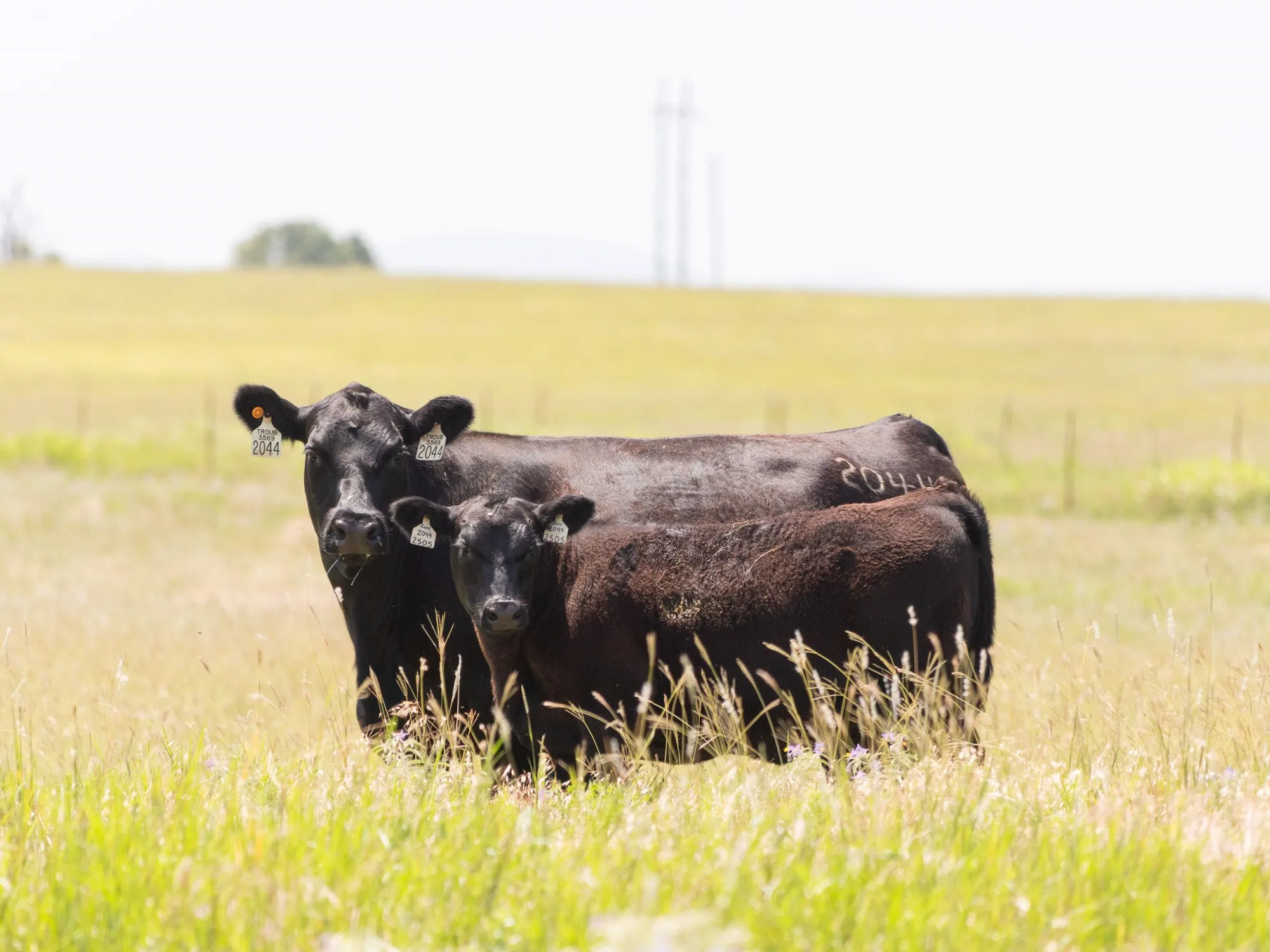 Caída del Rodeo Vacuno en Argentina: Análisis del Stock 2025