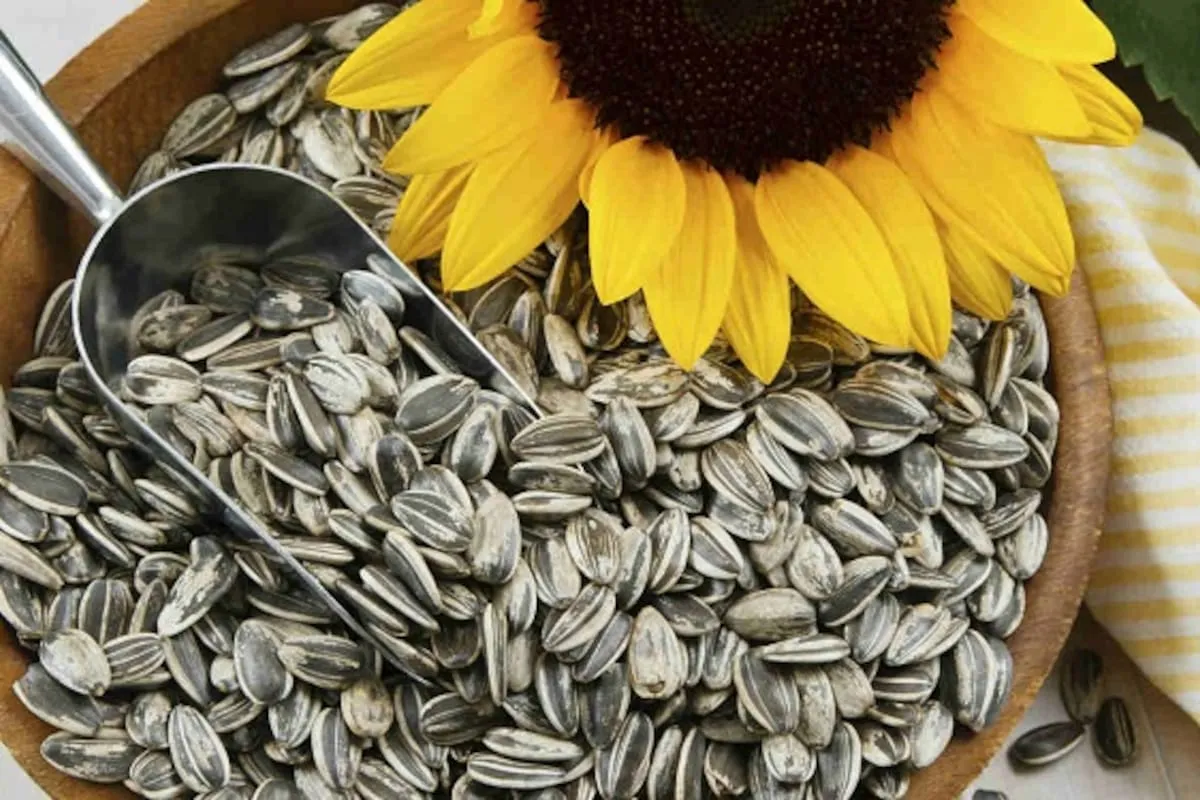 El Girasol como Motor de Crecimiento: Perspectivas y Desafíos Fiscales