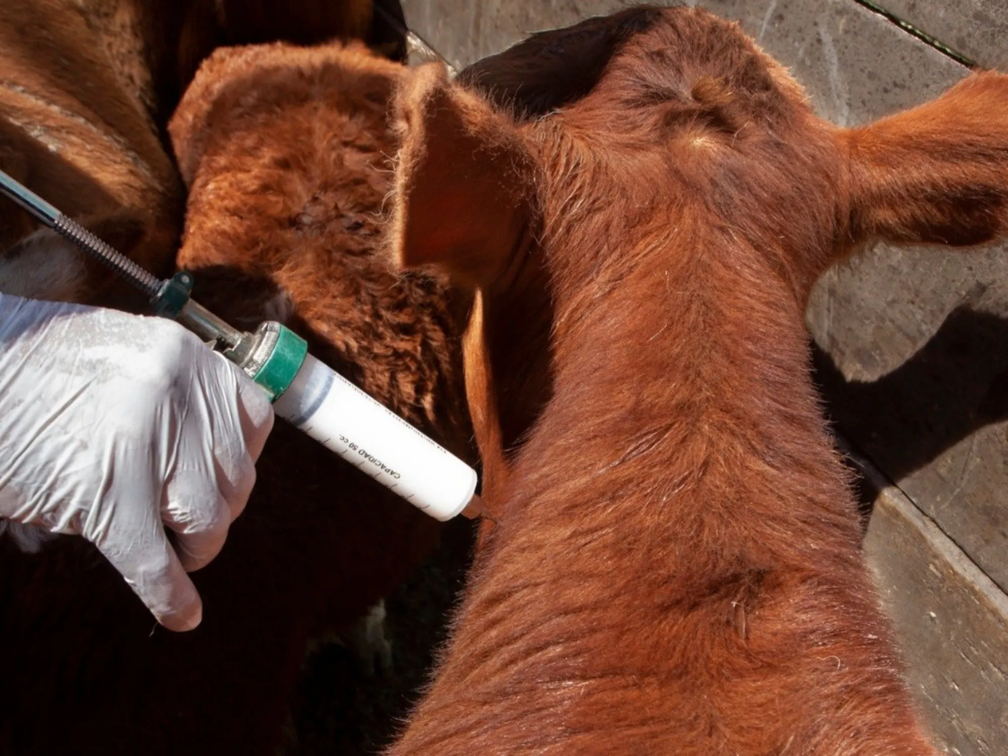 Cambios en la Campaña de Vacunación contra la Fiebre Aftosa: Libre Elección de Veterinarios Privados