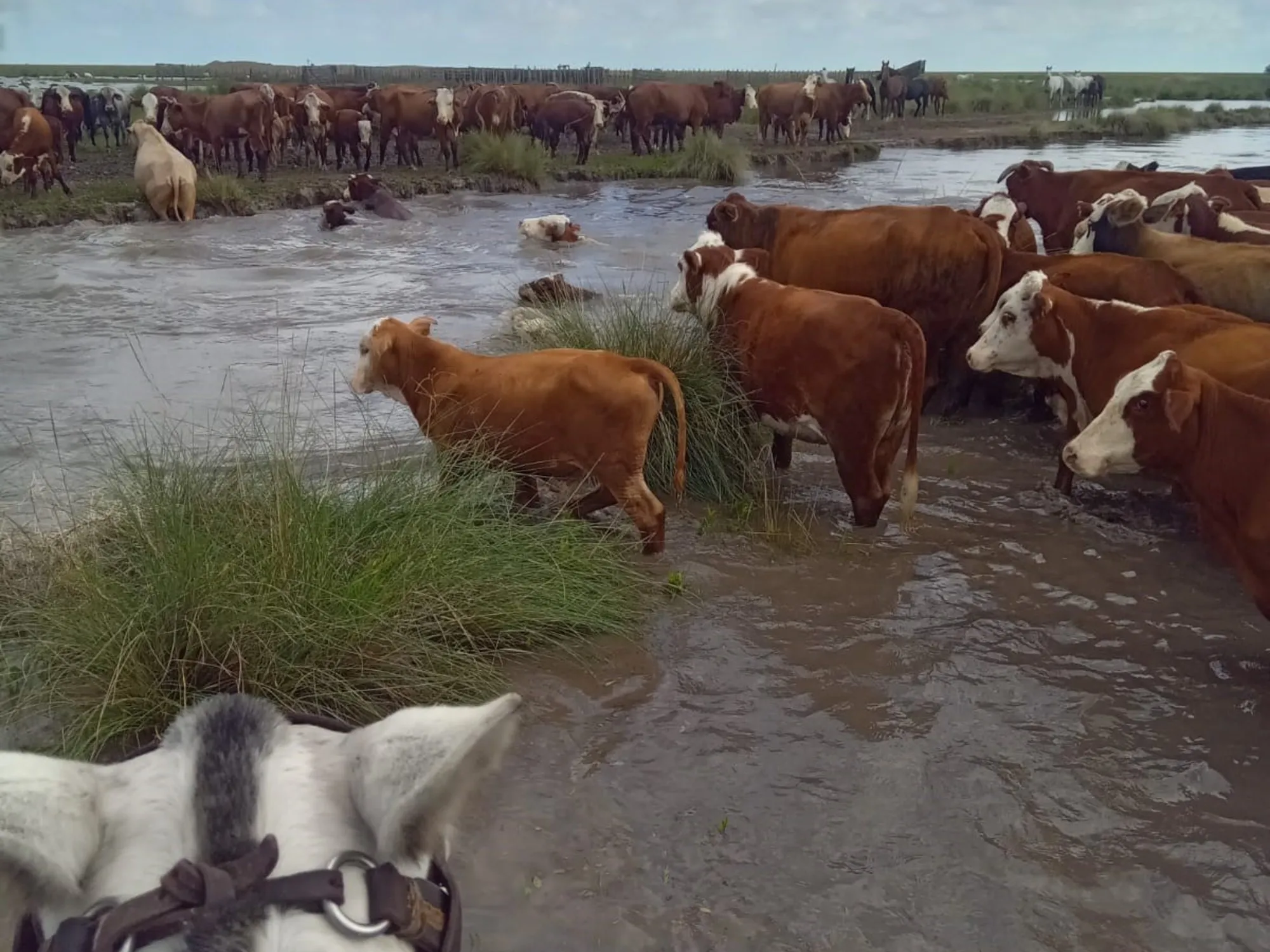 Impacto de las Inundaciones en la Actividad Ganadera del Norte de Santa Fe