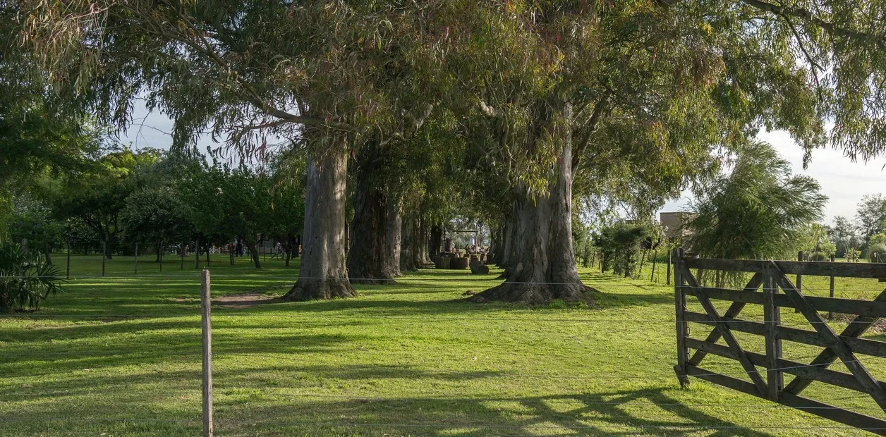 Impacto de la Venta de Inmuebles Rurales en el Impuesto a las Ganancias: Análisis de la Nueva Legislación