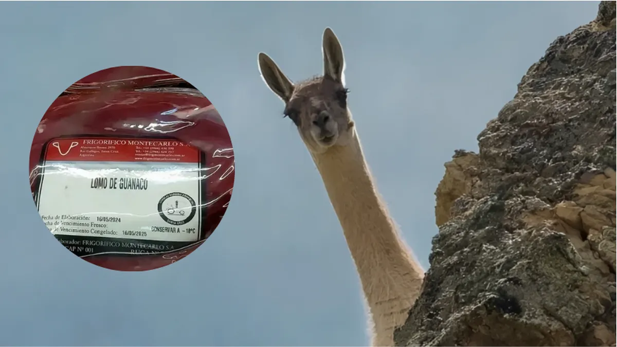 La Introducción de la Carne de Guanaco en el Mercado Cárnico de la Patagonia