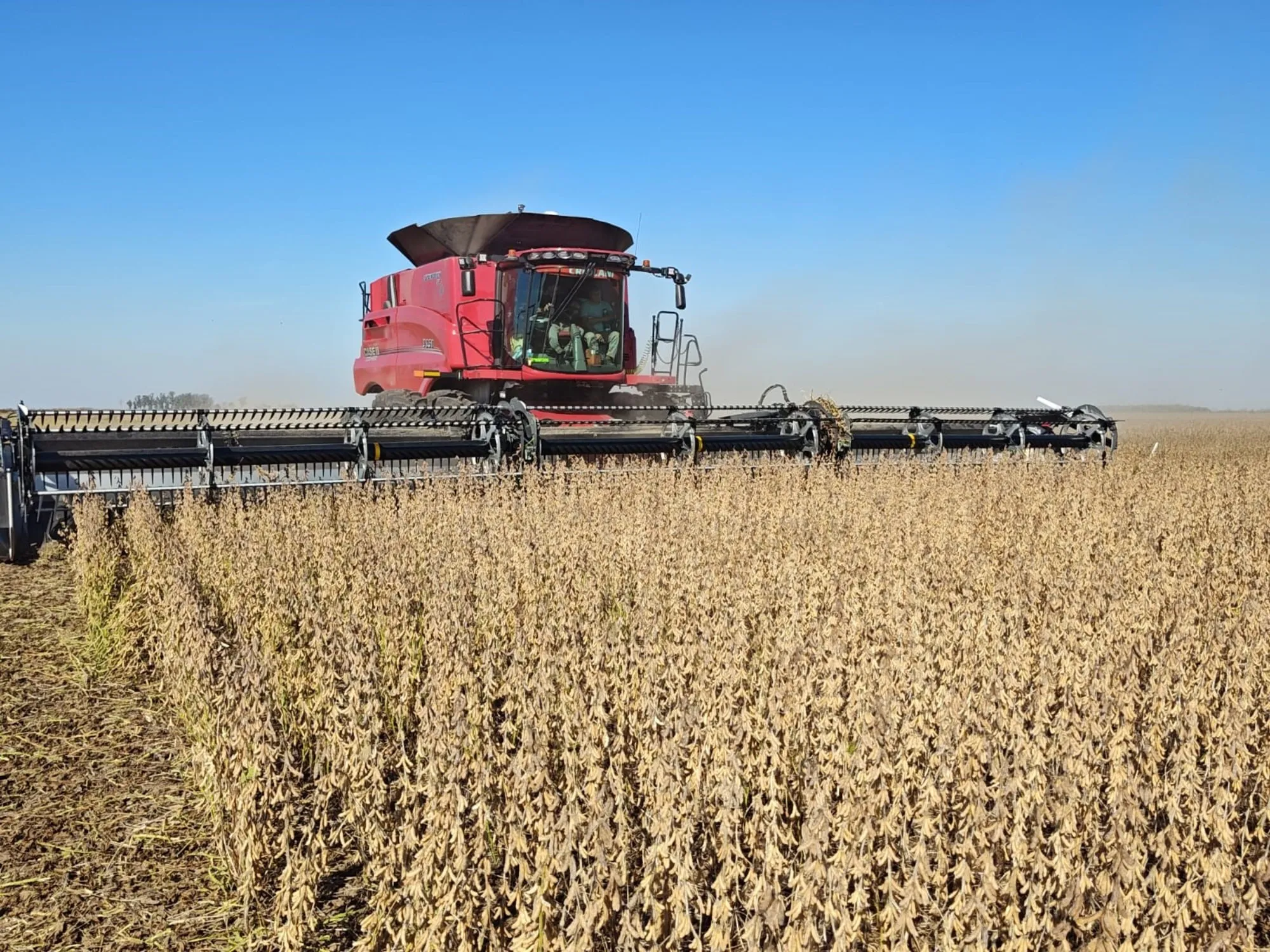 Ajustes en la Proyección de Producción de Soja: Reducción de Área Sembrada y Mejora en Rindes