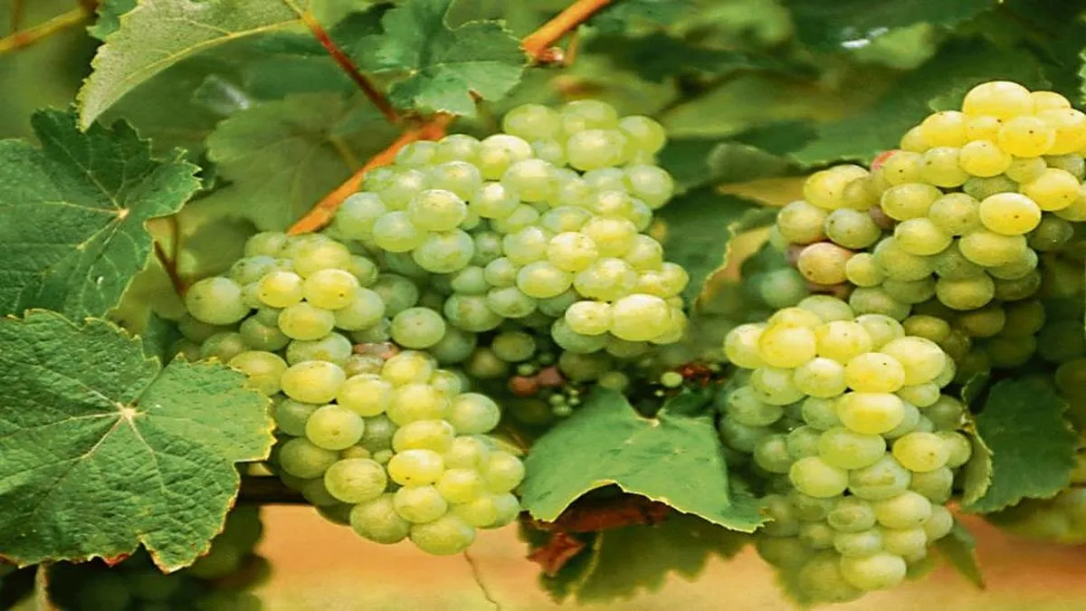 Distribución de Cupos para Exportación de Jugo de Uva a EE.UU.